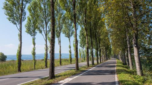 a road lined with trees on either side at Strandhotel Löchnerhaus in Reichenau