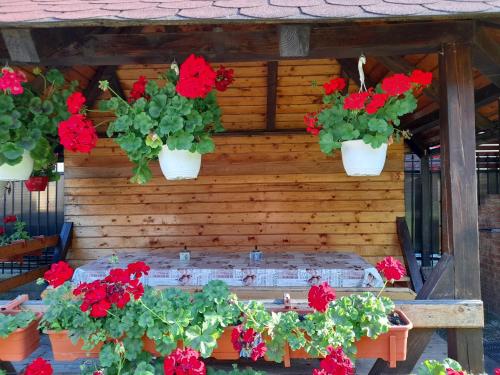 a group of red flowers in white pots on a wooden wall at Cabana Med 2 in Arieşeni