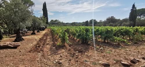 Jardín al aire libre en PASSION DU VAR