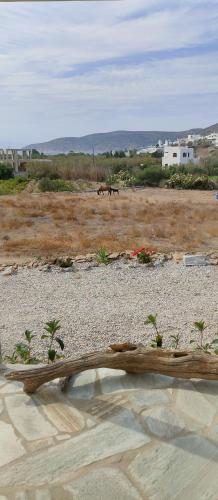 a couple of horses walking across a dirt field at Scarpathia House in Katapola