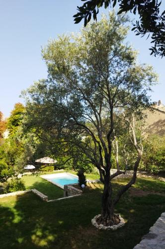 un arbre dans une cour avec une piscine dans l'établissement Le Palazzo d'Orgon - chambre d'hôtes dans les Alpilles, à Orgon