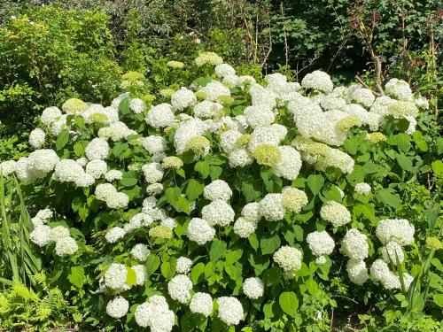 a bunch of white flowers in a garden at Ferienwohnung Jardin im Kunsthaus in Greifenberg