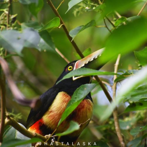 a bird with a long beak sitting on a tree branch at El Tucán Feliz - Jungle tiny guest house by Playa Cocles in Cocles