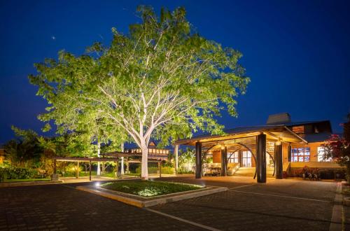 un gran árbol delante de un edificio por la noche en Indura Beach & Golf Resort Curio Collection By Hilton, en Tela