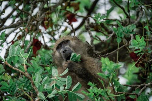 a monkey is sitting in a tree eating leaves at Simbavati Camp George in Klaserie Private Nature Reserve