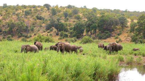 a herd of elephants standing in a grassy field at Simbavati Camp George in Klaserie Private Nature Reserve