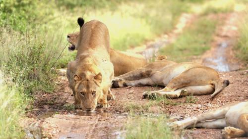 a group of lions laying on a dirt road at Simbavati Camp George in Klaserie Private Nature Reserve