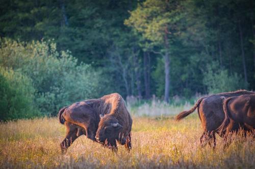 two cows grazing in a field of tall grass at Sioło Budy in Budy