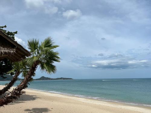 a beach with a palm tree and the ocean at Amity Beach Resort in Lamai