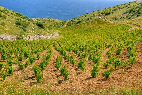 an aerial view of a plantation of trees on a hill at Studio apartment in Sucuraj with sea view, balcony, air conditioning, WiFi 3560-4 in Sućuraj