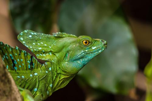 a green lizard is sitting on a plant at Laguna Lodge Full Board in Tortuguero