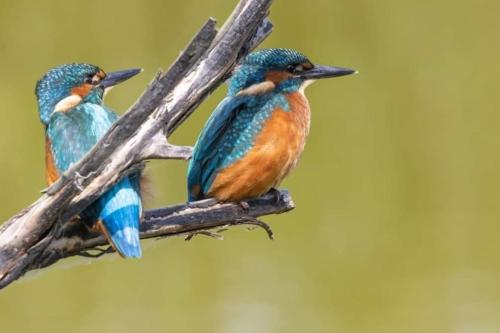 two blue birds sitting on a tree branch at Riverside Retreat in Llandysul