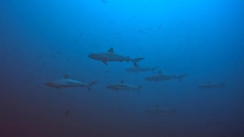 a group of sharks swimming in the water at Rashuthere Maldives in Rasdu
