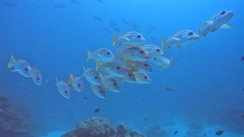 a group of fish swimming in the ocean at Rashuthere Maldives in Rasdu