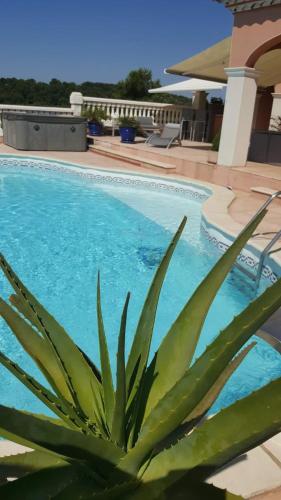 une plante verte assise à côté d'une piscine dans l'établissement Zen et nature, à Beaucaire