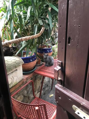 a cat sitting on a red chair in front of plants at Hébergements à La Rive, Accueil ouvert tous les jours jusqu'à 20h00 dernier délai, depuis 30 ans ! Réserver ici svp ! Merci ! Aucun règlement à distance accepté, Paiement par CB, Espèces, Chèque ou Chèques-Vacances impérativement à la remise des clefs ! in Amélie-les-Bains-Palalda