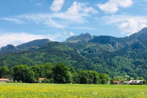 een veld van gele bloemen voor een berg bij KampenZeit Loft mit traumhaftem Panoramablick in Aschau im Chiemgau