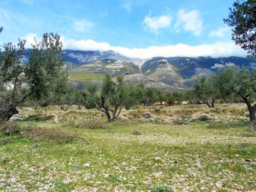 a field with trees and mountains in the background at Ramona in Lourdhata