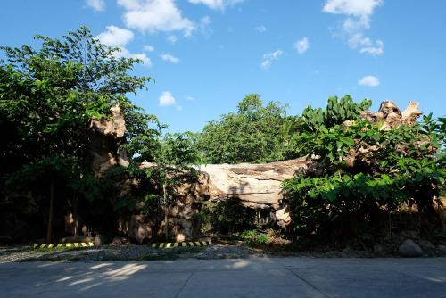 a zoo exhibit with trees and a large rock at Mad Monkey Dumaguete in Dumaguete