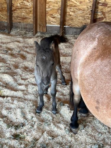 een babypaard dat naast een bruin paard staat bij Rustic Farm meadow stay in Temecula