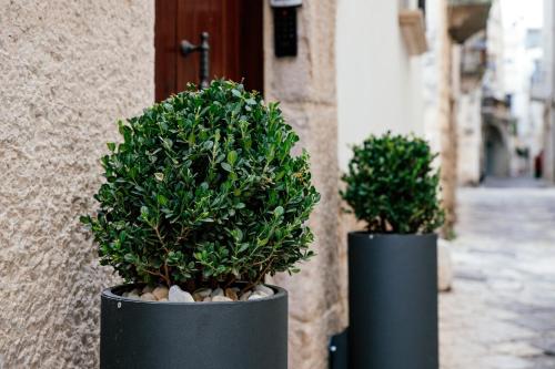 two plants in black pots next to a building at Bed and Breakfast Le Foglie in Altamura
