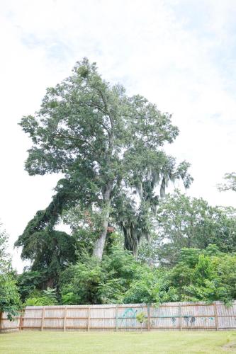 a large tree in front of a fence at Sleeps 10! Minutes to Parris Island & Downtown in Beaufort