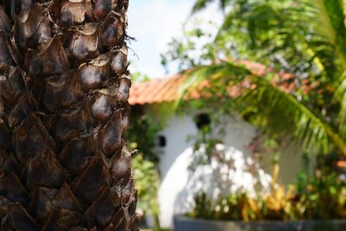 a house with a palm tree in front of it at La Ferme De Georges in Atins