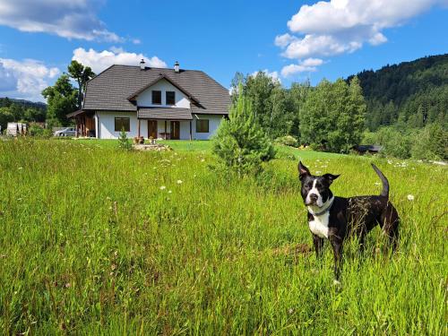 a black and white dog standing in a field at CHATA NA KOŃCU ŚWIATA in Wetlina