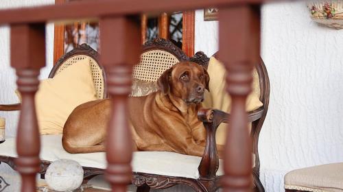 a brown dog sitting on a chair at Posada el portal de la Loma in Pesca