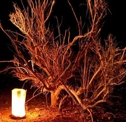 a uprooted tree sitting in the dirt at night at Wadi Rum Calma camp in Aqaba