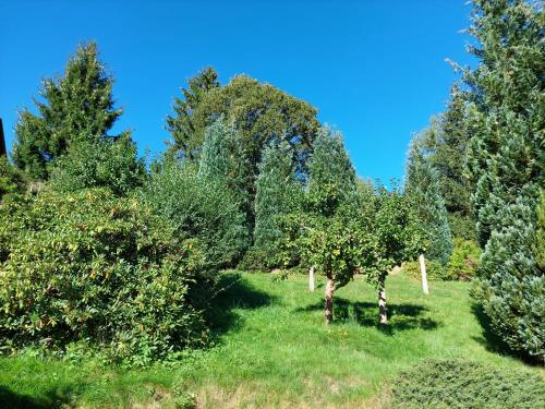 a group of trees in a field with green grass at Villa Helvetia in Bad Elster