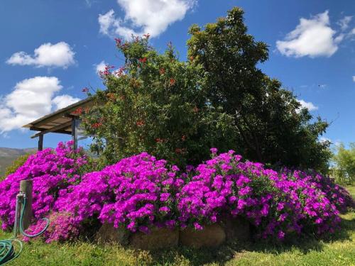 a bunch of purple flowers in a garden at Witzenberg Base Camp, to rejuvenate mind and soul in Tulbagh