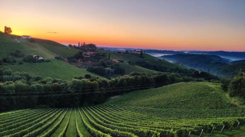 einen Weinberg in den Hügeln mit Sonnenuntergang im Hintergrund in der Unterkunft Glanz und Gloria Weingartenapartment an der Kellerstraße, viele Buschenschänke, sehr ruhige Lage, herrliche Aussicht! in Leutschach