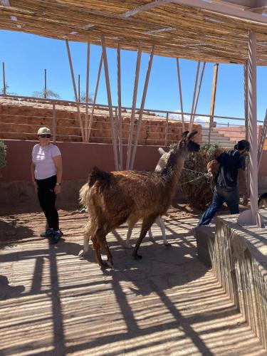 Quelques personnes debout à côté d'un mouton dans l'établissement Casa Paso Jama, à San Pedro de Atacama
