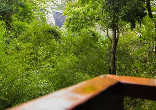 a view of a forest with trees and grass at Pipas de Araras - Cabernet in Petrópolis