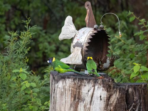 Animales en el chalet de montaña o alrededores