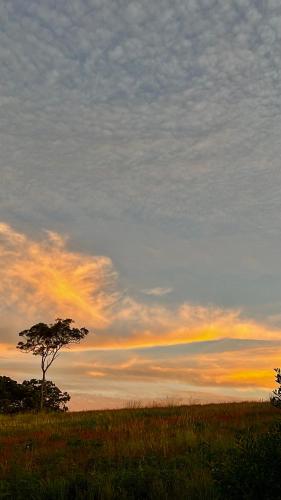 a tree in the middle of a field at sunset at freed.Omspace in Broken Head