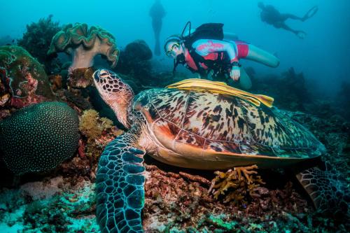 a turtle on the reef with a diver in the background at Scuba Republic Beach Bungalows in Tapokreng