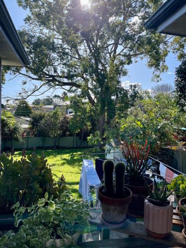 a garden with cacti and plants on a patio at En-suite Guest Room Ryde/Macquarie Park/Eastwood in Sydney
