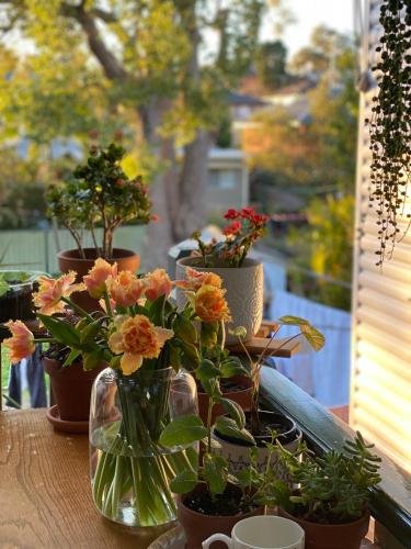 a group of potted plants sitting on a table at En-suite Guest Room Ryde/Macquarie Park/Eastwood in Sydney