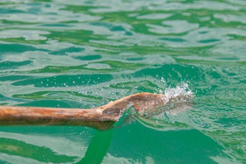 a fish is coming out of the water at Seehaus Winkler in Weissensee