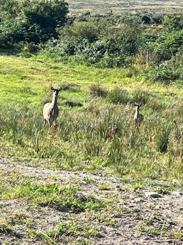 two goats standing in a field of grass at Kylemore Lakeview Retreat in Blessington