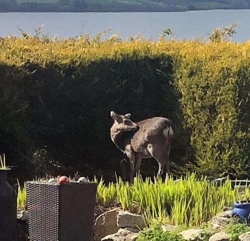 a cow standing in front of a hedge at Kylemore Lakeview Retreat in Blessington