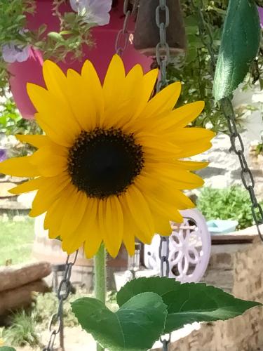 a yellow sunflower is attached to a swing at Il posto al sole in Teglio