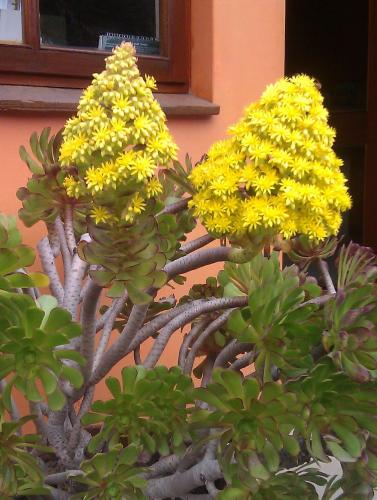 Giardino di Hotel A la Mer