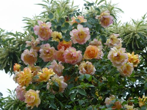 a bunch of pink and yellow flowers on a tree at Pension Zur Rose in Weil am Rhein