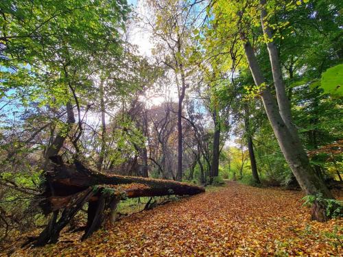 a fallen tree on a trail in the woods at Pintyőke Vendégház Tőserdő in Lakitelek