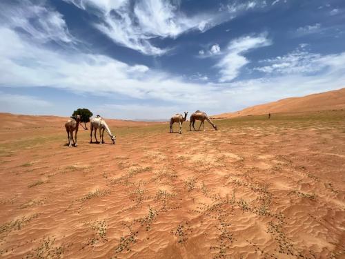 a group of horses grazing in the desert at Private Bedouin Tent -ODPC in Shāhiq