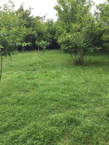 a field of grass with trees in the background at Mera Hostel in P'arts'khanaqanevi