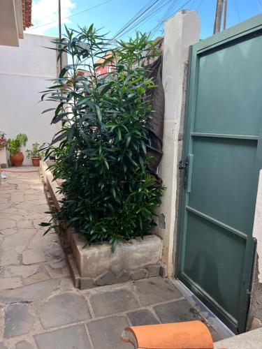 een plant in een plantenbak naast een deur bij Ático casa de invitados Bluemoon in La Laguna
